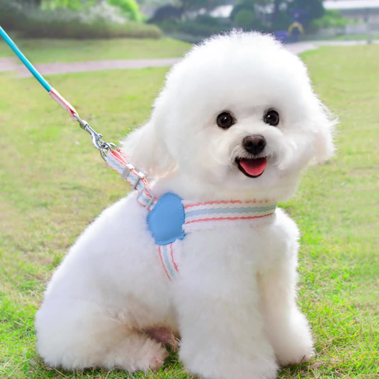 Breathable Summer Dog Harness & Leash – Chest Vest for Small & Medium Dogs (Corgi, Shiba Inu, Bichon)